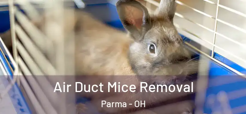 Air Duct Mice Removal Parma - OH